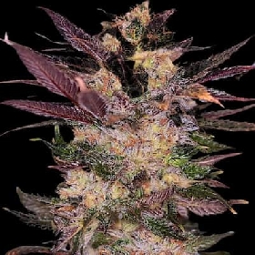 Slapz > Empire Seeds